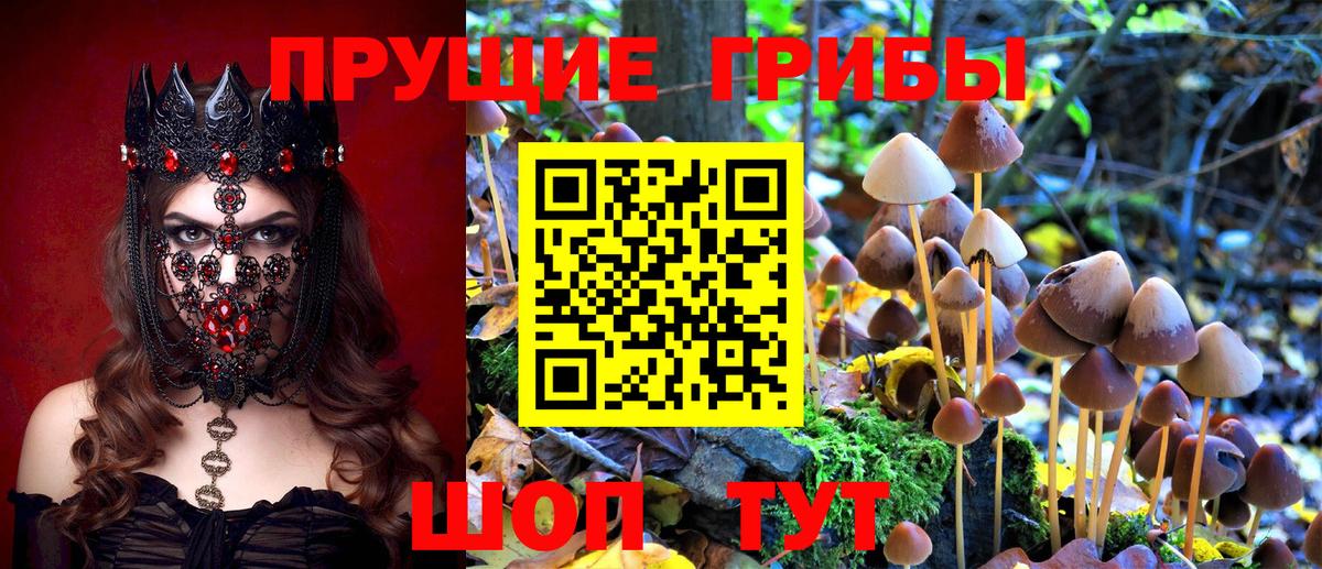 Кольчугино  Псилоцибиновые грибы Cubensis  Псилоцибиновые грибы прущие грибы  Вход с VPN 